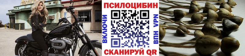 где можно купить наркотик  Нерюнгри  Псилоцибиновые грибы GOLDEN TEACHER 
